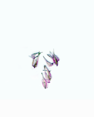 P01