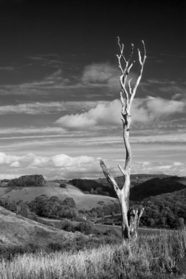 04 Dead Tree Looe Valley