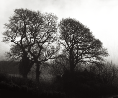 05 Mist Bray Farm