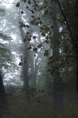 07  Haunted Grove Warleggan  2010