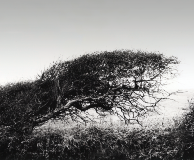 12a  Thorn Tree  1979